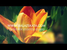 Töltsön be és játsszon videót a galériamegjelenítőbe, Naplemente-narancs Tuliphen Diva szett